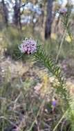 Image of Grevillea acerata Mc Gill.