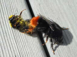 Image of Red tailed bumblebee