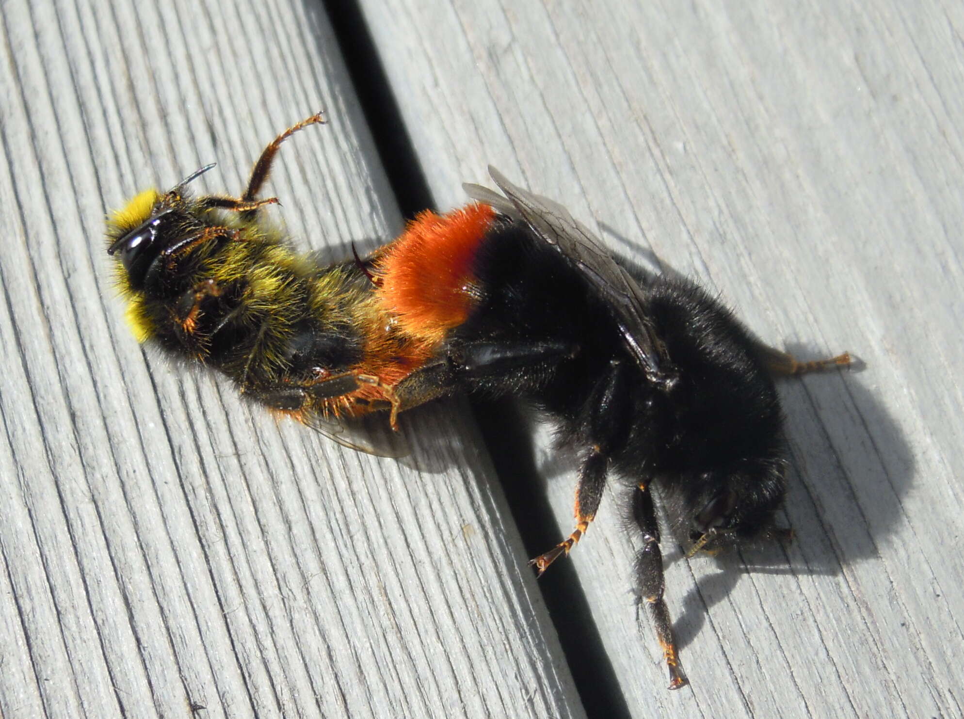 Image of Red tailed bumblebee