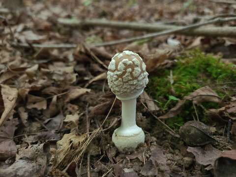 Image de Amanita multisquamosa Peck 1901