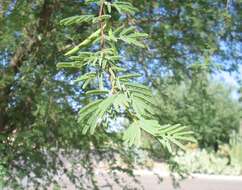 Image de Vachellia farnesiana var. farnesiana