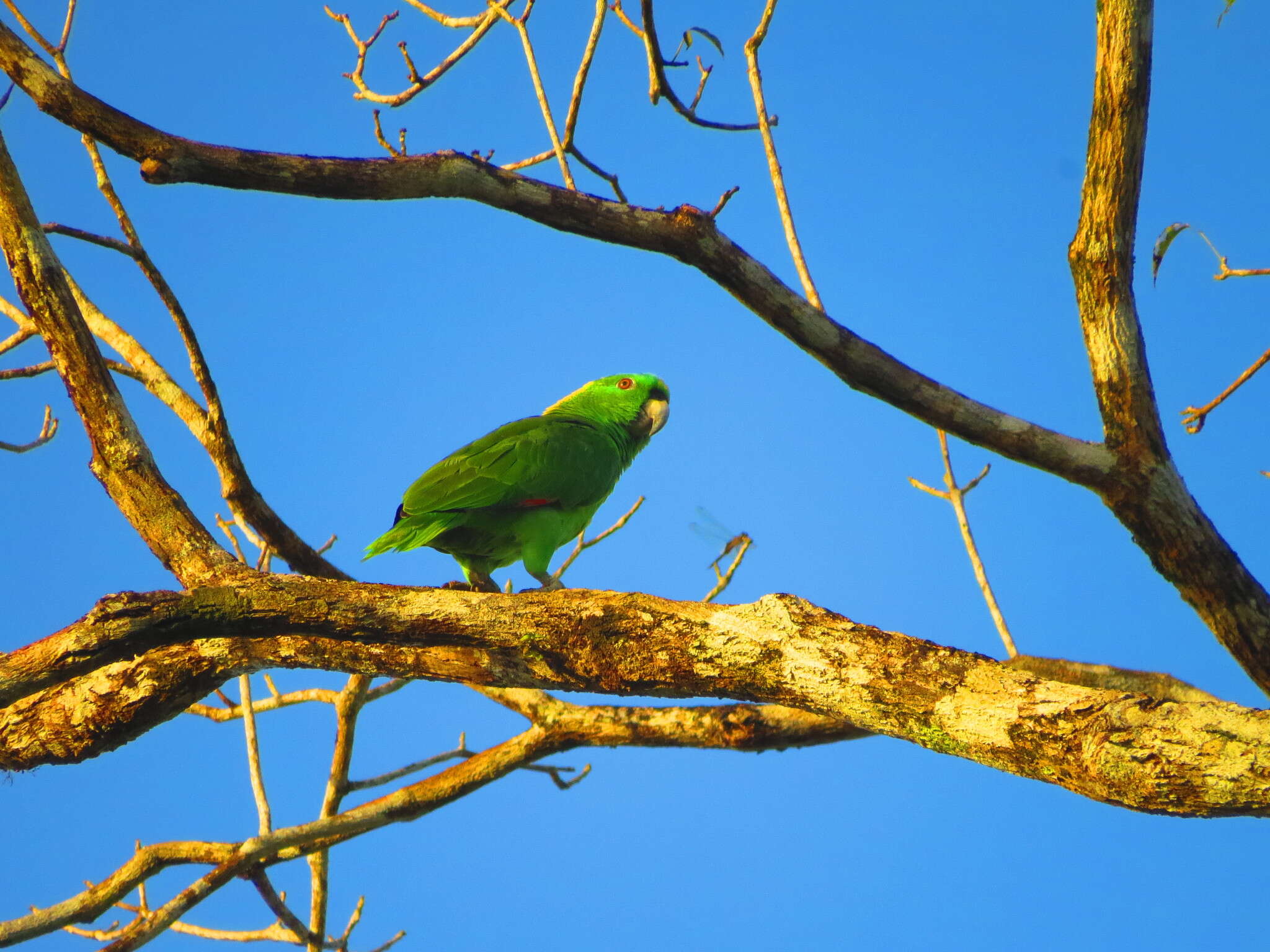 Image of Amazona auropalliata parvipes Monroe, Howell & TR 1966