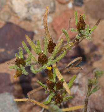 Image de Rhynchopsidium sessiliflorum (L. fil.) DC.