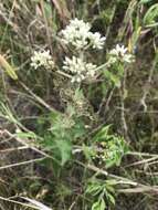 Eupatorium cordigerum (Fern.) Fern.的圖片