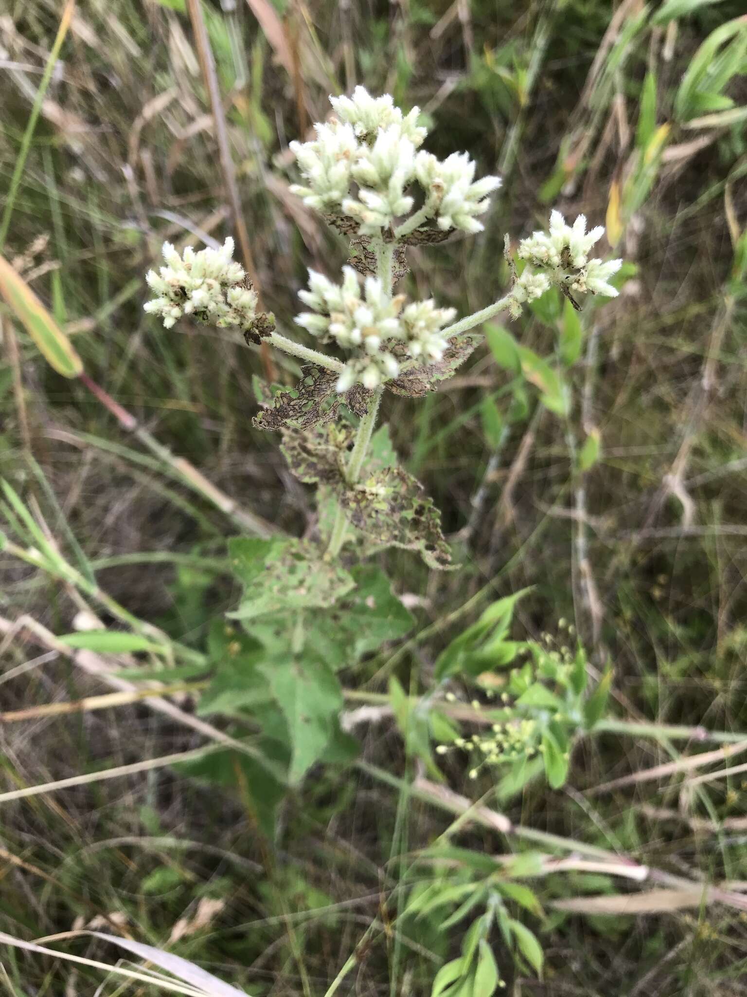 Eupatorium cordigerum (Fern.) Fern.的圖片