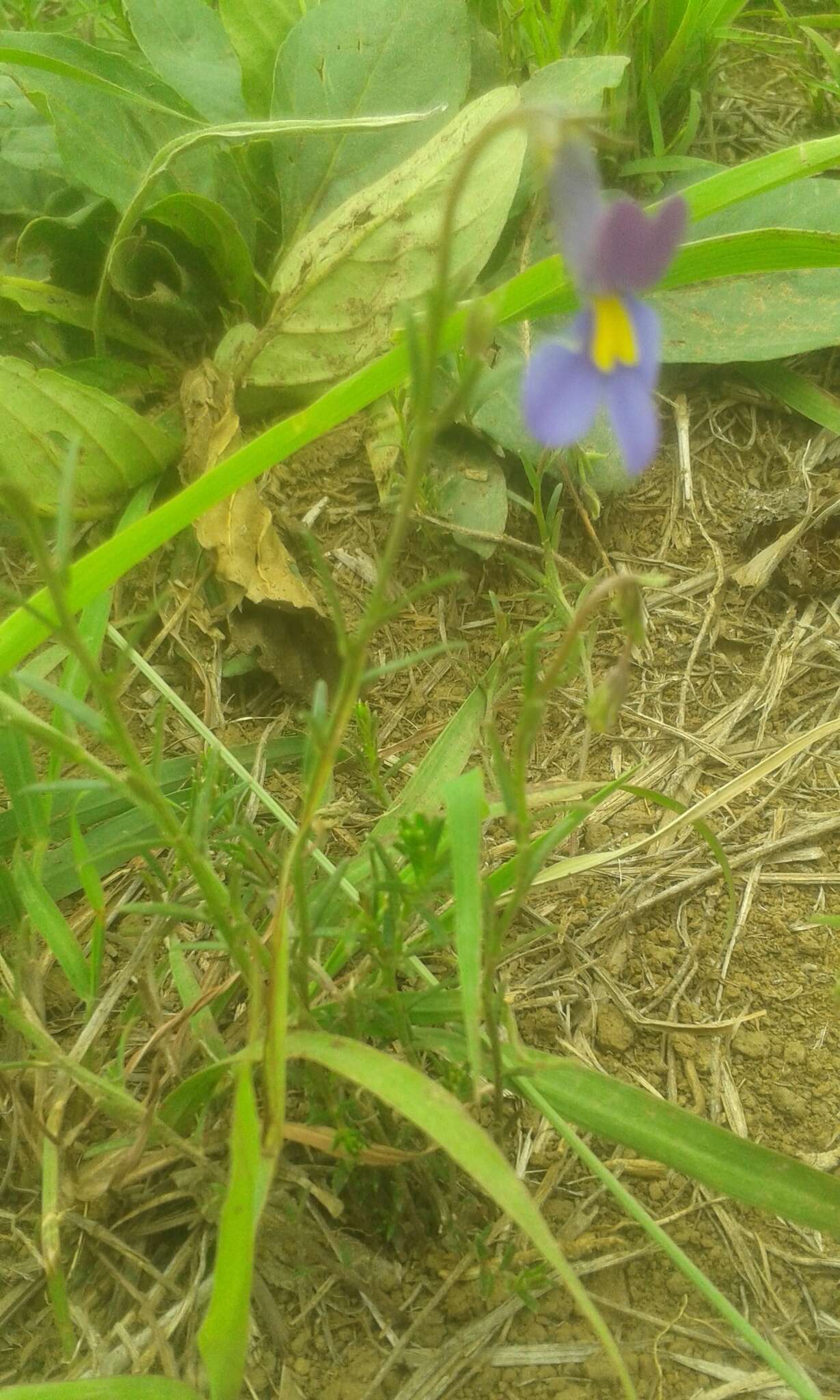 Image of Butterfly lobelia