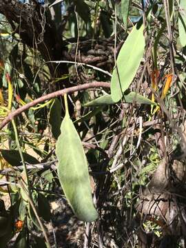 Image de Dendrophthoe glabrescens (Blakely) Barlow