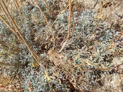 Image of mountain bush lupine