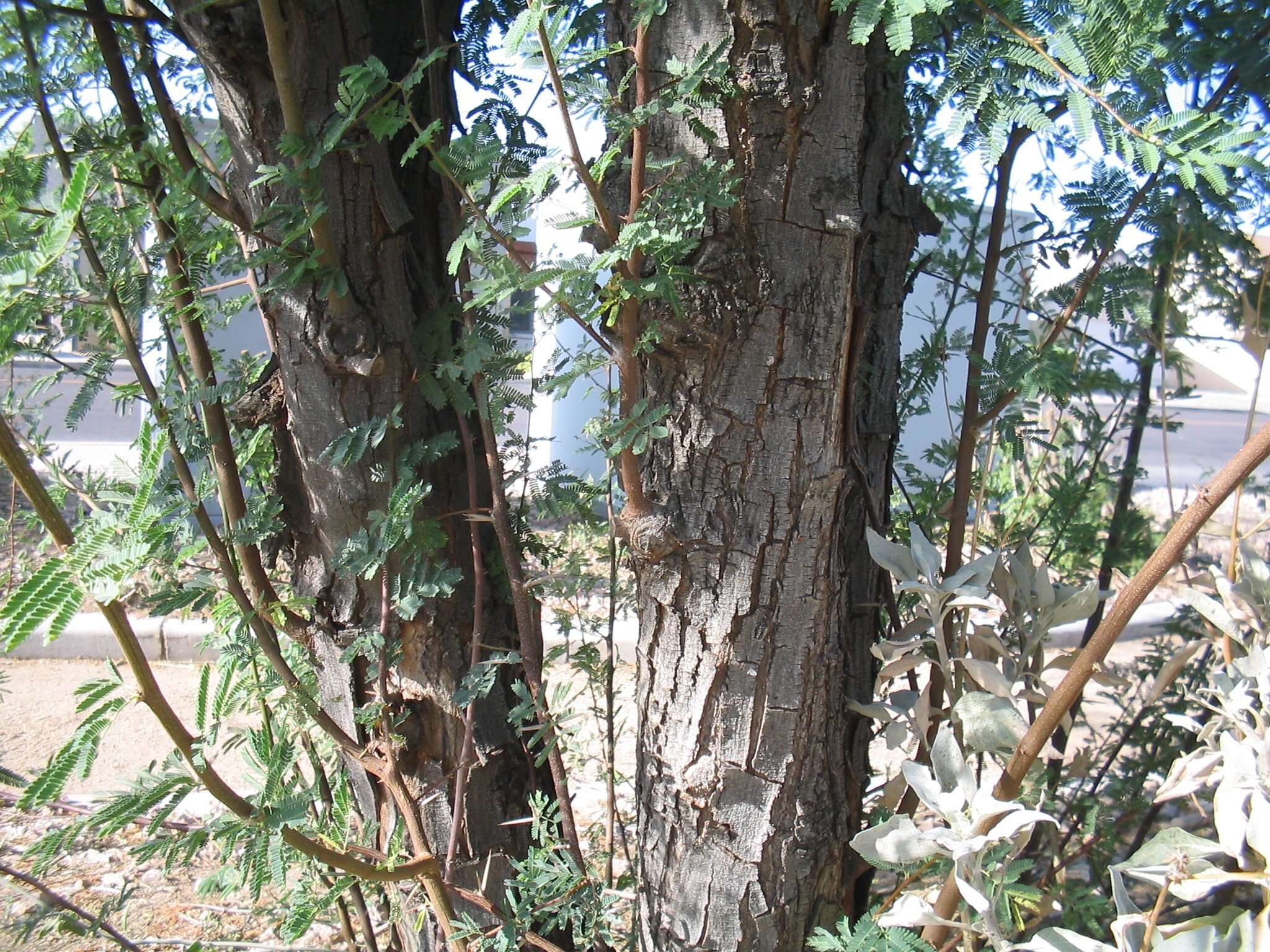 Image de Vachellia farnesiana var. farnesiana