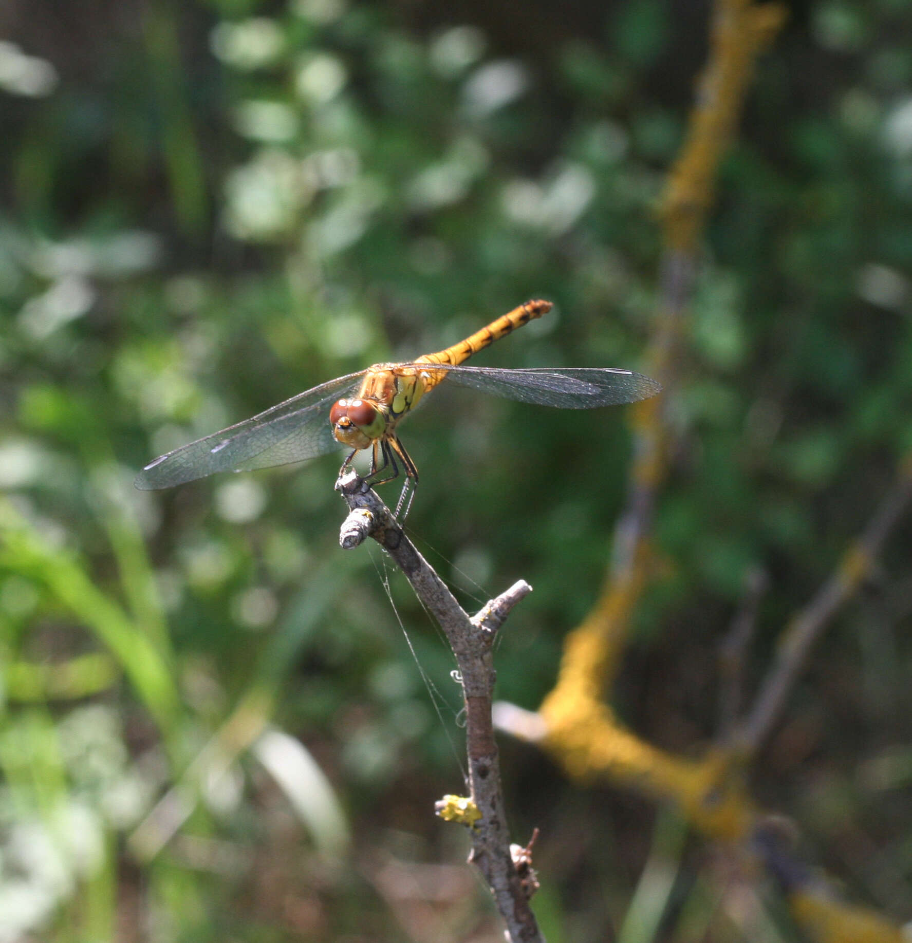 Image of <i>Sympetrum <i>striolatum</i></i> striolatum