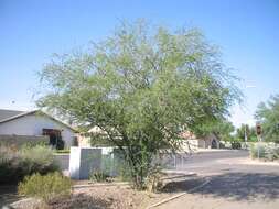 Image de Vachellia farnesiana var. farnesiana