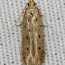Image of Monochroa quinquepunctella Busck 1903