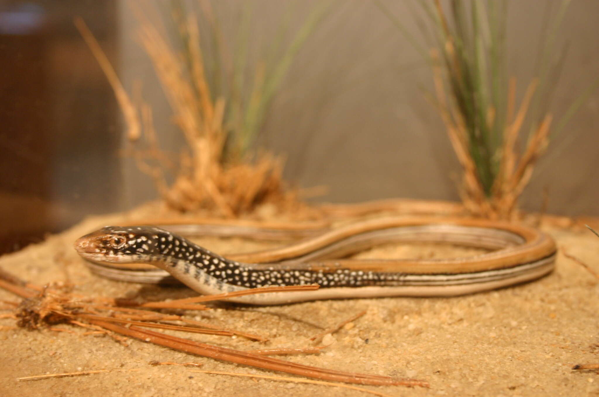 Image of Mimic Glass Lizard