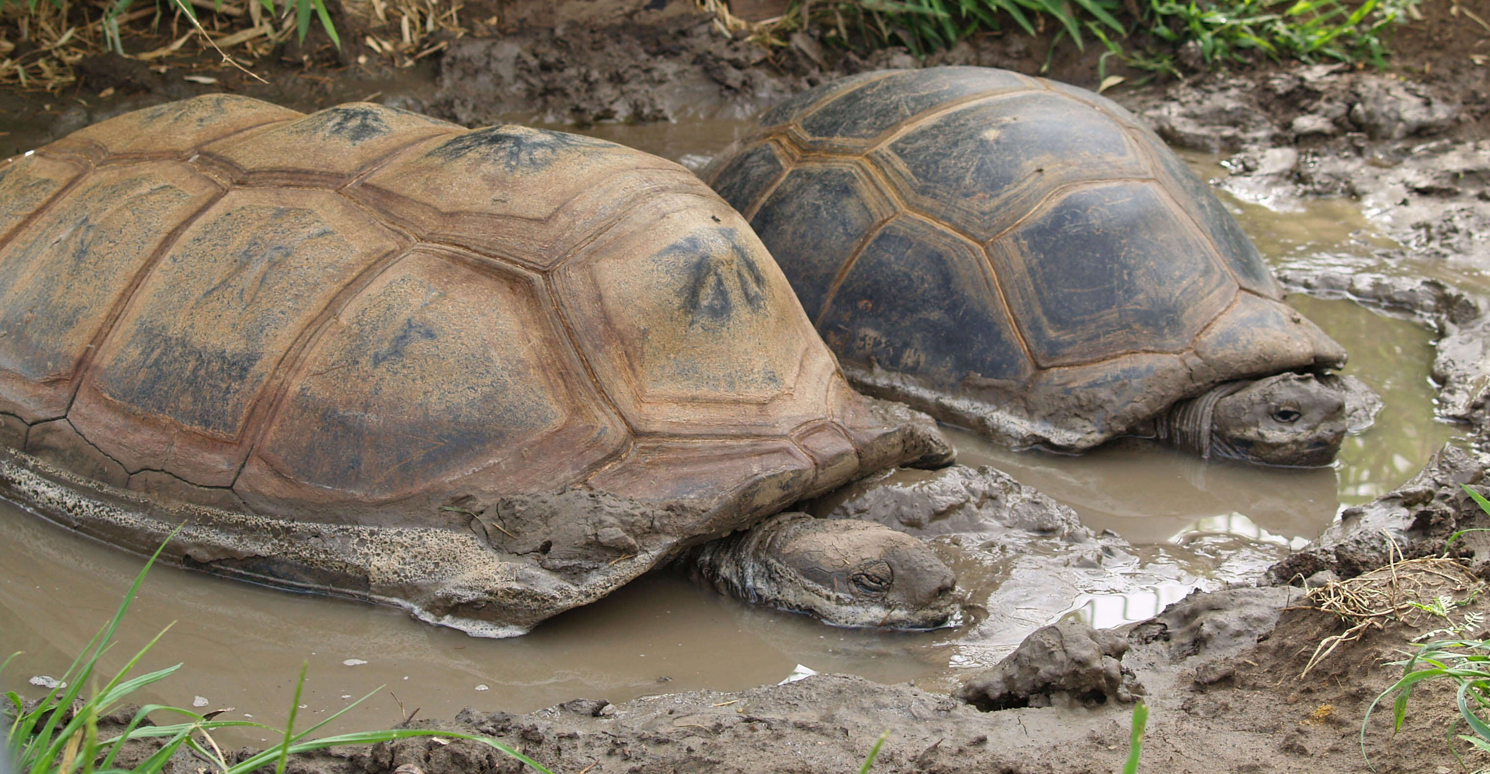 Imagem de Aldabrachelys