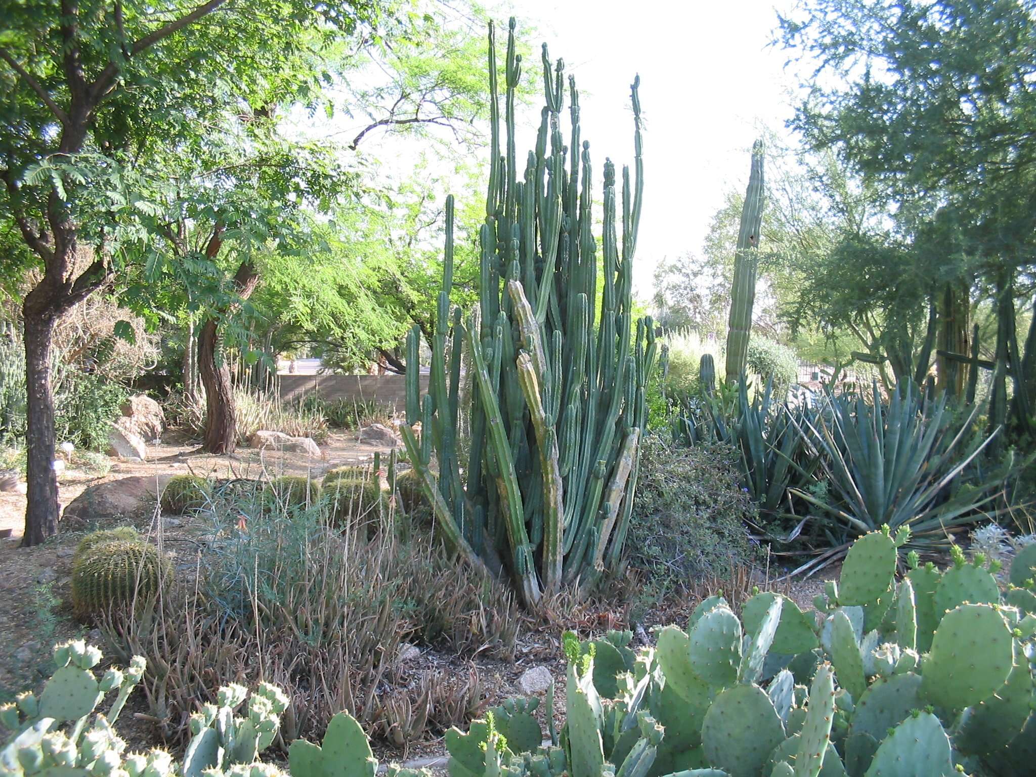 Sivun Echinopsis pachanoi kuva