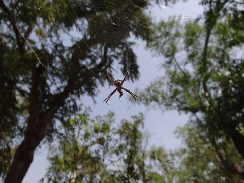 Image de Argiope anasuja Thorell 1887