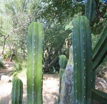 Image of Echinopsis pachanoi