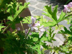 Image of sweet scented geranium