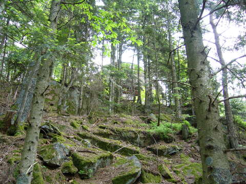 Image of Silver Fir