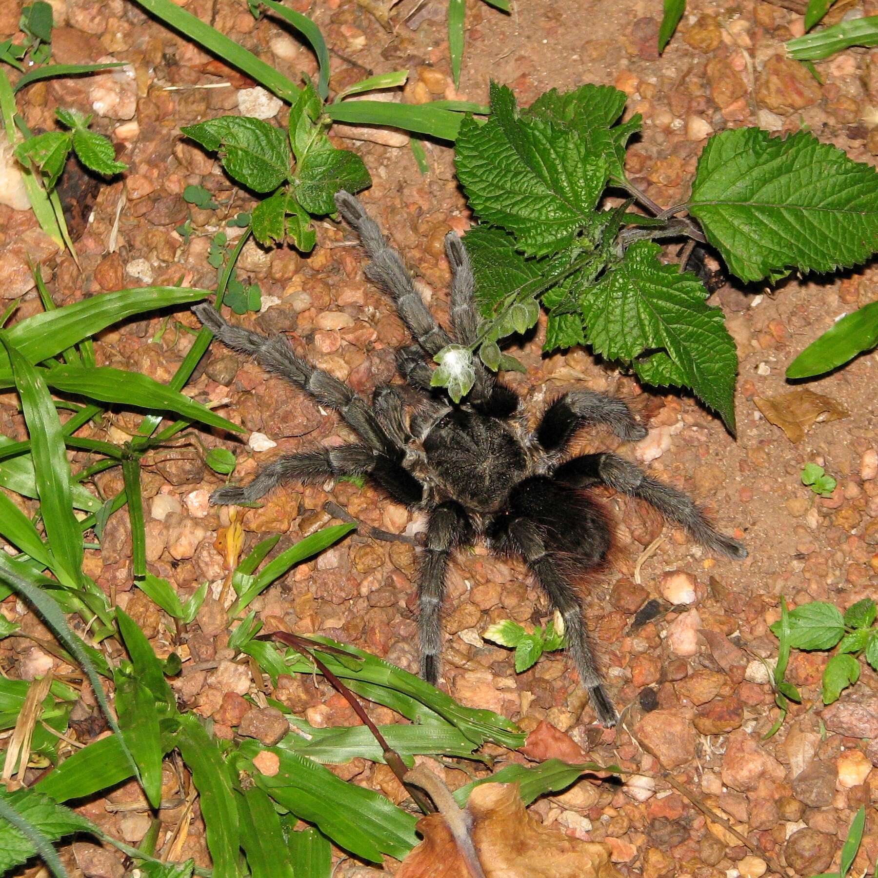 Image of Lasiodora