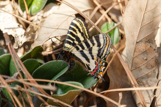 Image of Chinese Luehdorfia