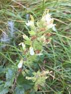 Sivun Teucrium flavum L. kuva