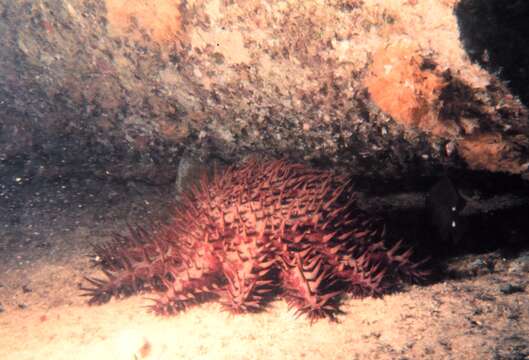 Image of crown of thorns starfish