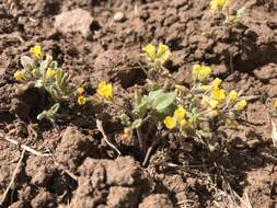 Image of glandular yellow phacelia