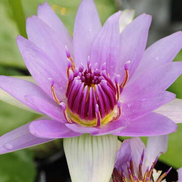 Image of Nymphaea nouchali var. zanzibariensis (Casp.) B. Verdcourt