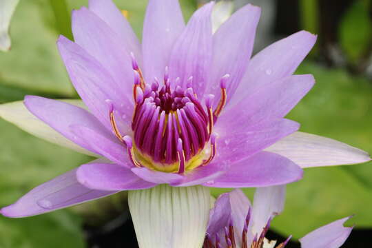 Image of Nymphaea nouchali var. zanzibariensis (Casp.) B. Verdcourt