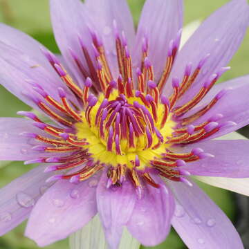 Image of Nymphaea nouchali var. zanzibariensis (Casp.) B. Verdcourt