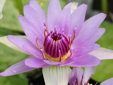 Image of Nymphaea nouchali var. zanzibariensis (Casp.) B. Verdcourt