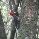 Image of Robust Woodpecker