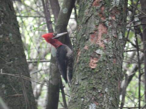 Image of Robust Woodpecker