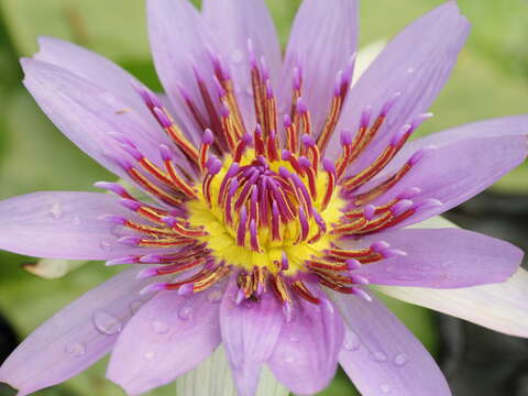 Image of Nymphaea nouchali var. zanzibariensis (Casp.) B. Verdcourt