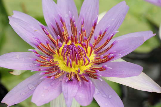 Image of Nymphaea nouchali var. zanzibariensis (Casp.) B. Verdcourt