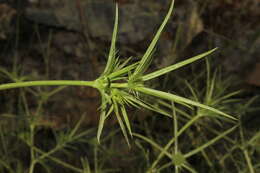 Image of Eryngium falcatum Delaroche