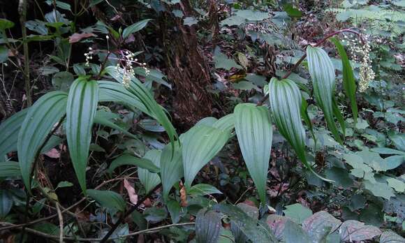 Image de Maianthemum paniculatum (M. Martens & Galeotti) La Frankie