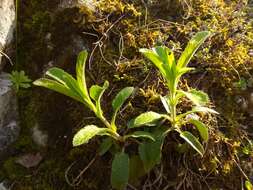Image of Veronica spicata subsp. porphyriana (Pavl.) A. Jelen.