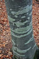 Image of Fagus taurica Popl.