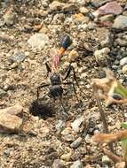 Image de Ammophila azteca Cameron 1888