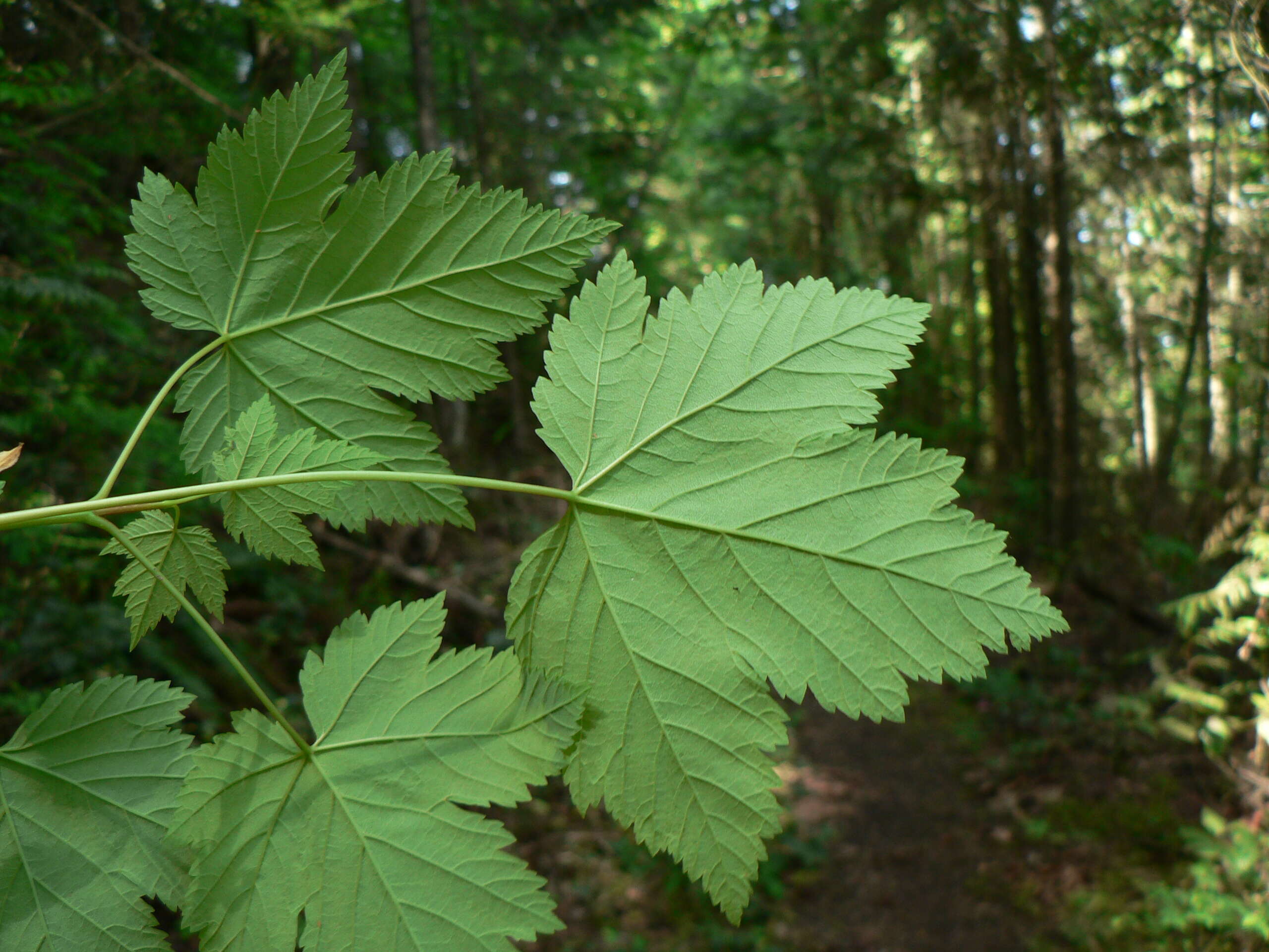 Image of Rocky Mountain maple