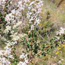 Imagem de Petrophile biloba R. Br.