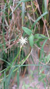 صورة Stellaria vestita Kurz