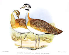 Image of White-bellied Bustard