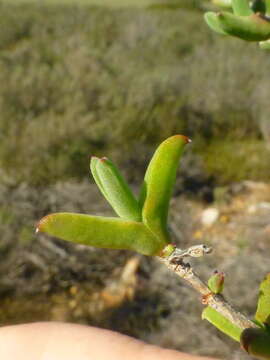 Delosperma asperulum (Salm-Dyck) L. Bol. resmi