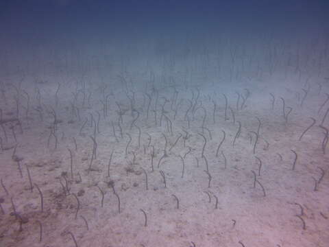 Image of Galapagos garden eel