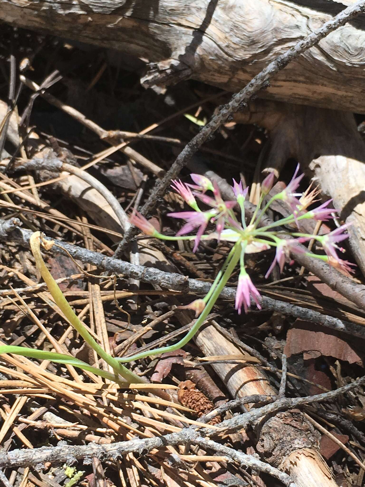 Image of dusky onion