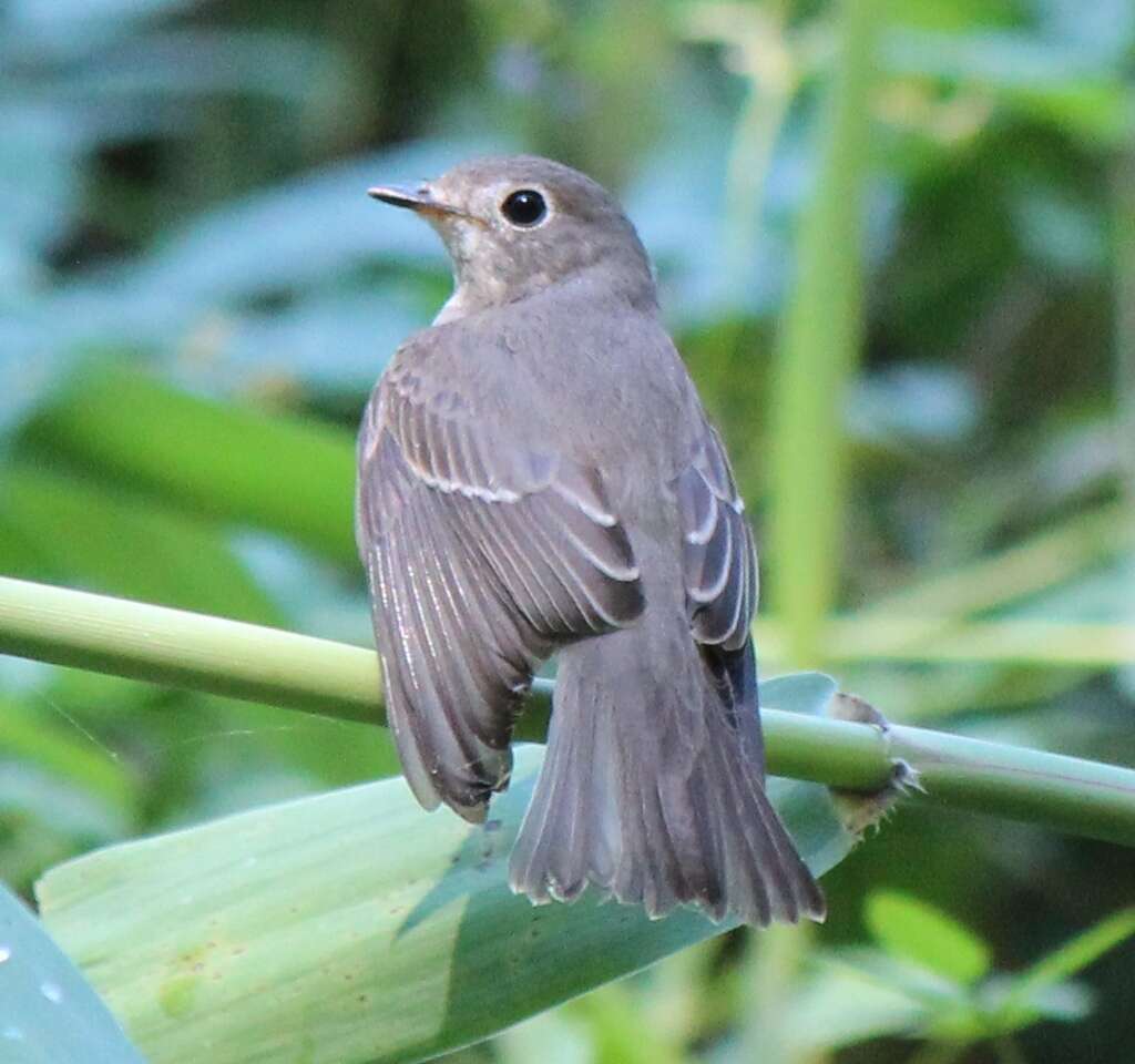 صورة Muscicapa dauurica Pallas 1811