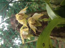 Image of Dendrobium macrophyllum var. macrophyllum